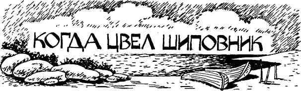 Таволга img_28.jpeg