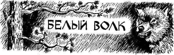 Таволга img_56.jpeg