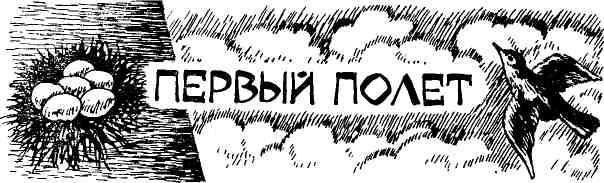 Таволга img_63.jpeg