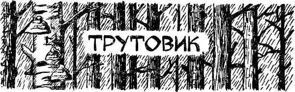 Таволга img_66.jpeg