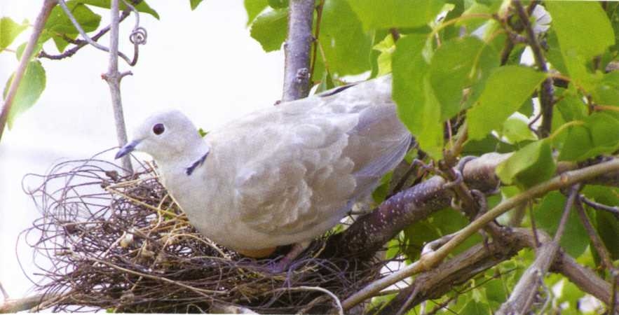 Городим огород в ладу с природой img_69.jpeg