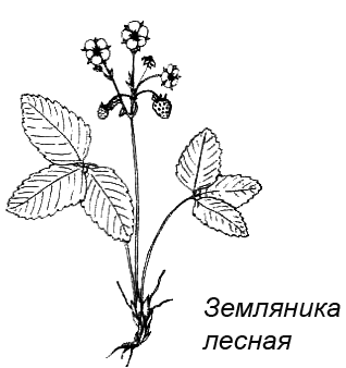Походная книга муми-тролля i_080.png