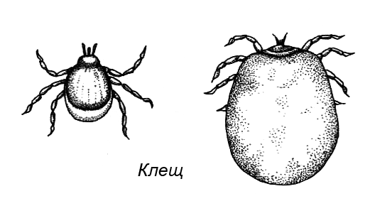 Походная книга муми-тролля i_116.png
