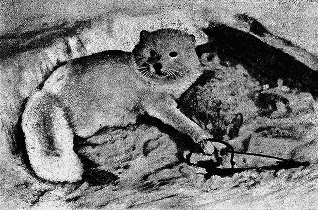 Всемирный следопыт 1930 № 05 _12_str339.png
