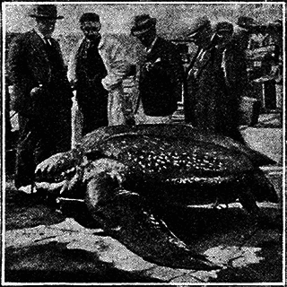 Всемирный следопыт 1926 № 05 _61_priroda1.png