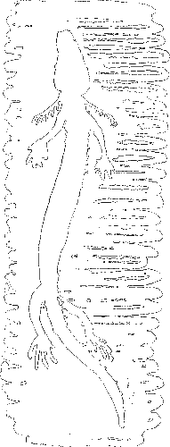 Гребень буйвола i_020.png