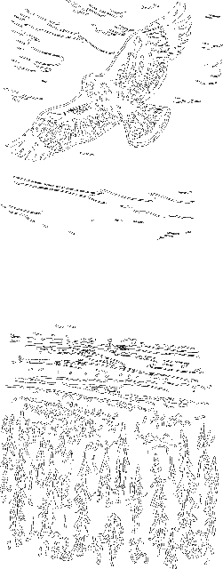 Гребень буйвола i_036.png