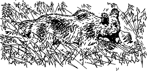 Гребень буйвола i_037.png