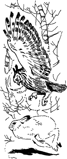 Гребень буйвола i_007.png
