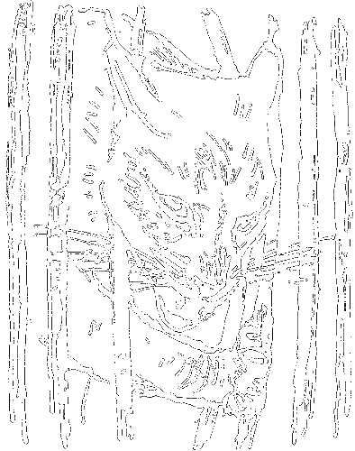 Гребень буйвола i_010.png
