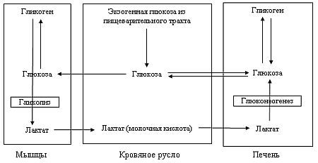 Вегетаринство (Загадки и уроки, польза и вред) _04.jpg