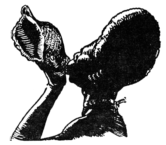 Охота за головами на Соломоновых островах i_038.png