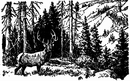 Исчезающие животные Америки _13.png