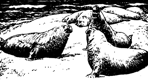 Исчезающие животные Америки _16.png