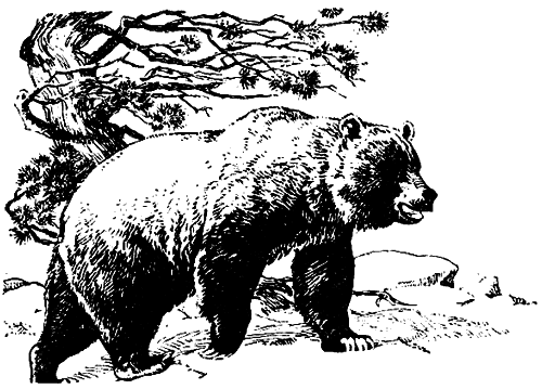 Исчезающие животные Америки _31.png