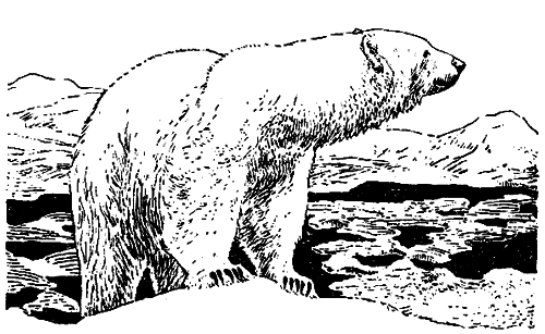 Исчезающие животные Америки _33.png