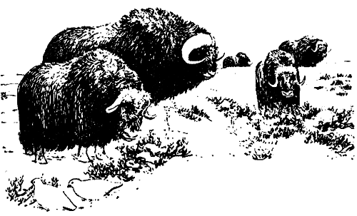 Исчезающие животные Америки _36.png