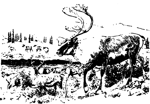 Исчезающие животные Америки _37.png