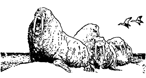 Исчезающие животные Америки _43.png