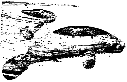 Исчезающие животные Америки _46.png