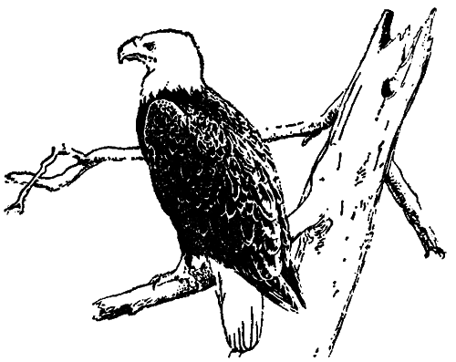 Исчезающие животные Америки _47.png