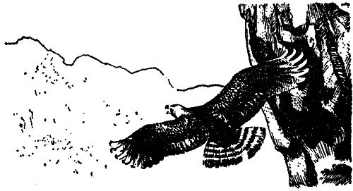 Исчезающие животные Америки _48.png