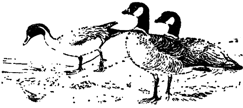 Исчезающие животные Америки _53.png