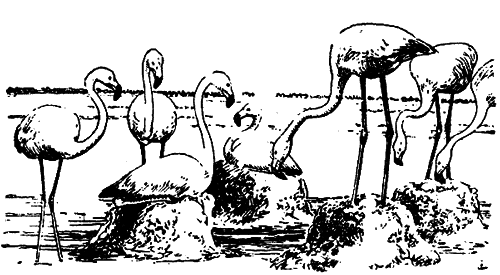 Исчезающие животные Америки _59.png