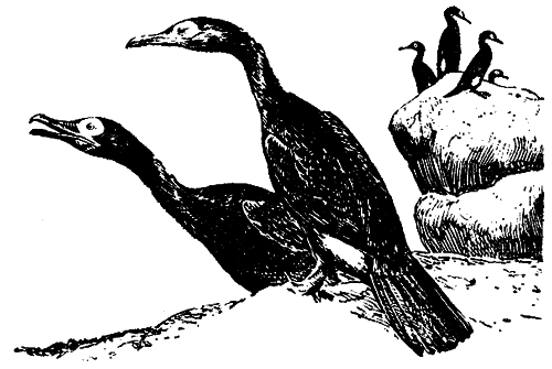 Исчезающие животные Америки _2.png
