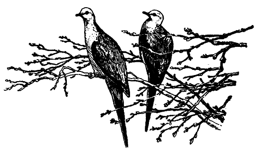 Исчезающие животные Америки _8.png
