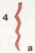 Индейцы Великих равнин i_319.png