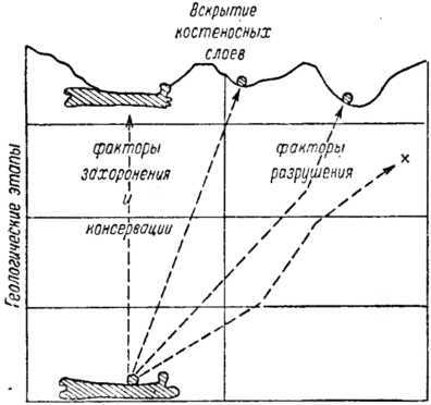 Записки палеонтолога. По следам предков i_040.jpg
