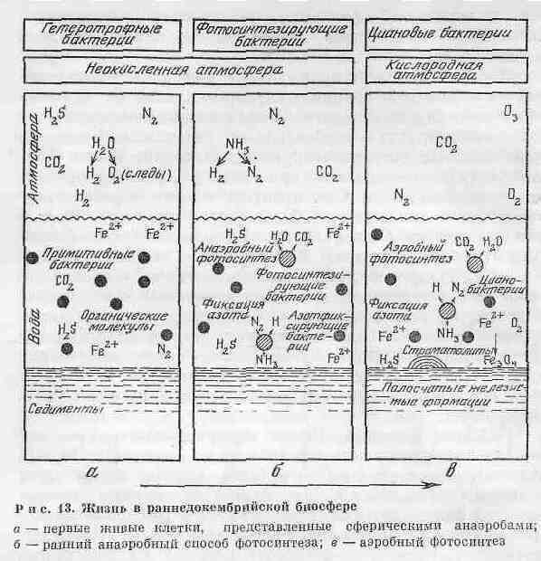 Возникновение и развитие жизни на Земле i_026.jpg