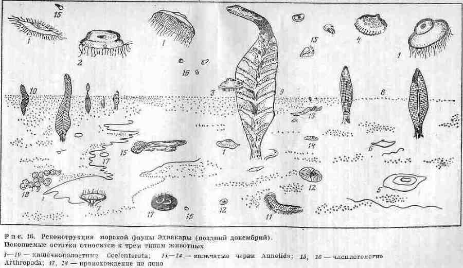 Возникновение и развитие жизни на Земле i_031.jpg
