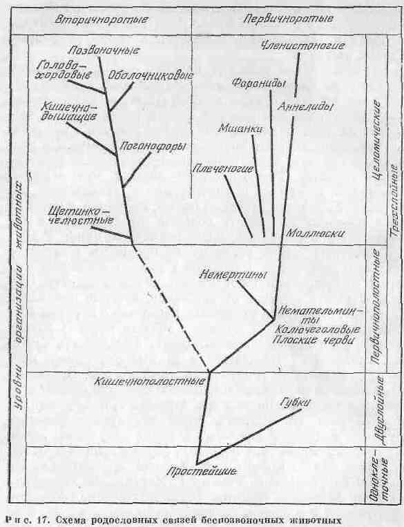 Возникновение и развитие жизни на Земле i_032.jpg