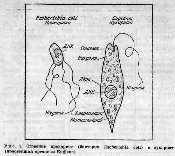 Возникновение и развитие жизни на Земле i_007.jpg