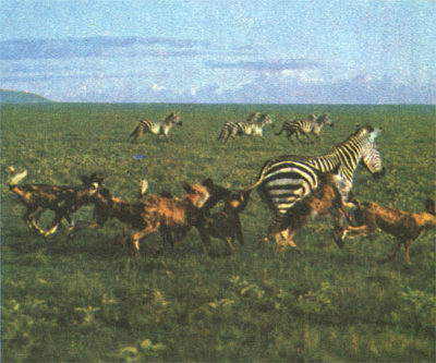 Недостающее звено _000029f.jpg