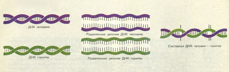 Недостающее звено img031f1.jpg