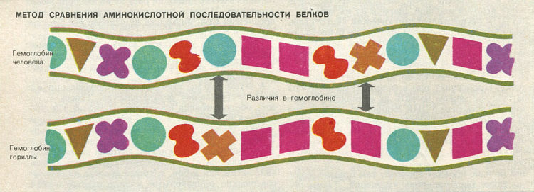 Недостающее звено img032f1.jpg