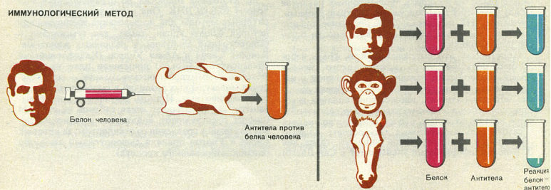 Недостающее звено img033f1.jpg
