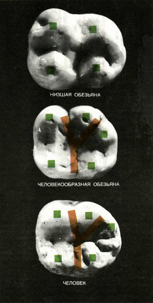 Недостающее звено _000006f1.jpg