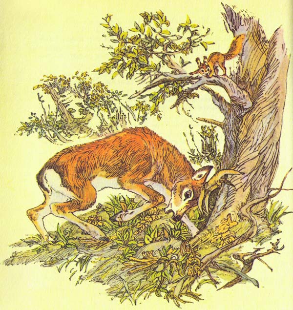 Бемби (с илл.) i_028.jpg