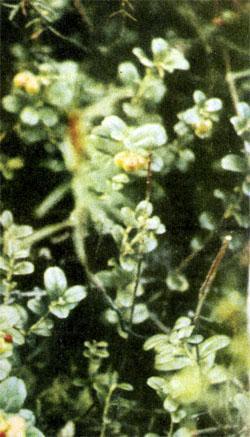 Журнал «Вокруг Света» №08 за 1973 год TAG_img_cmn_2007_07_24_048_jpg701545