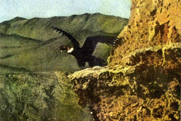 Журнал «Вокруг Света» №08 за 1973 год TAG_img_cmn_2007_07_25_038_jpg22005