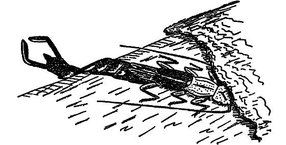 В мире насекомых i_015.png