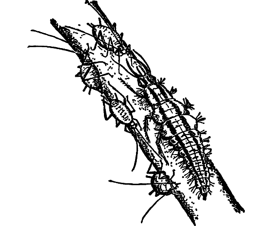 В мире насекомых i_024.png