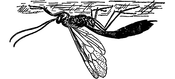 В мире насекомых i_003.png