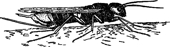 В мире насекомых i_034.png