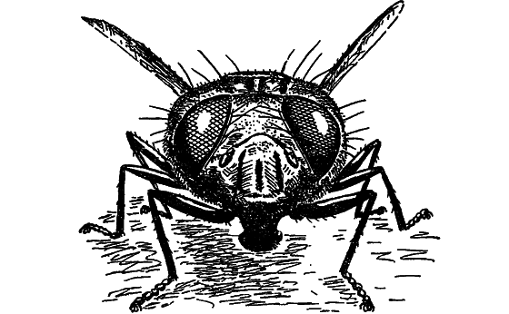 В мире насекомых i_039.png