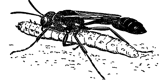 В мире насекомых i_009.png